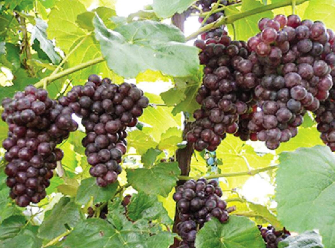 山东91抖音视频塑胶有限公司